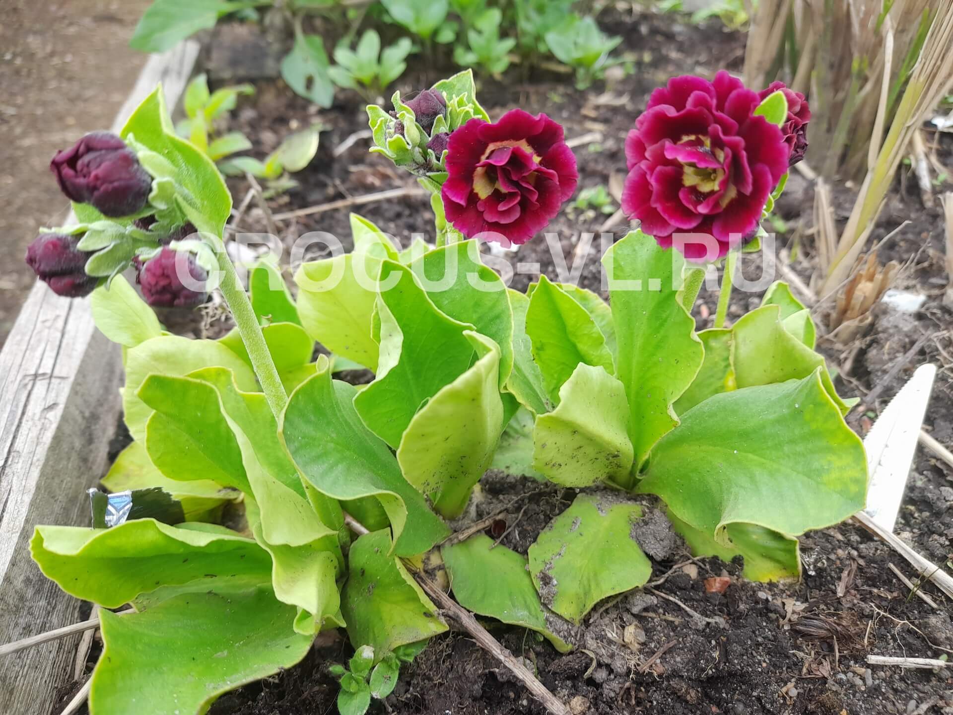 Примула ушковая «Сrimson Glow»